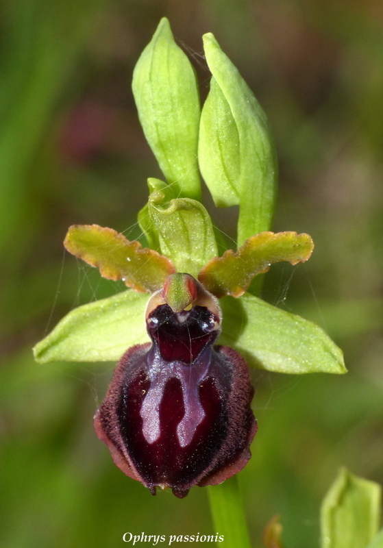 Ophrys montis-leonis sulla costa tirrenica laziale e sugli Aurunci  marzo 2024